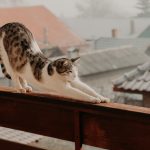 Gato balcon estirandose