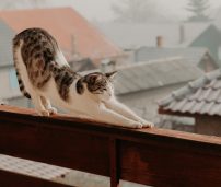 Gato balcon estirandose