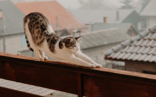 Gato balcon estirandose