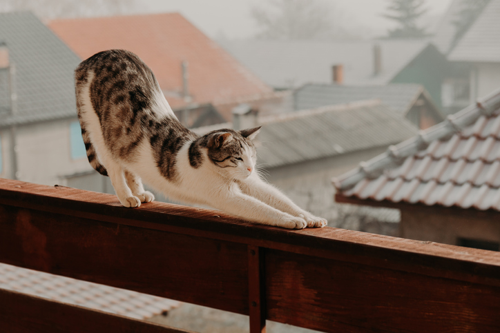 Gato balcon estirandose