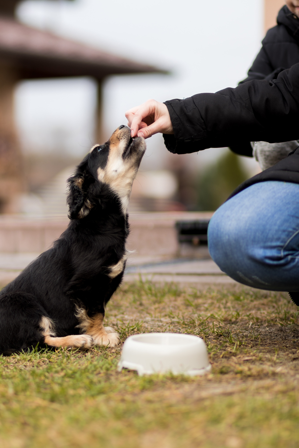 Persona dando de comer a un perro.