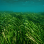 La posidonia en el mar