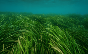 La posidonia en el mar