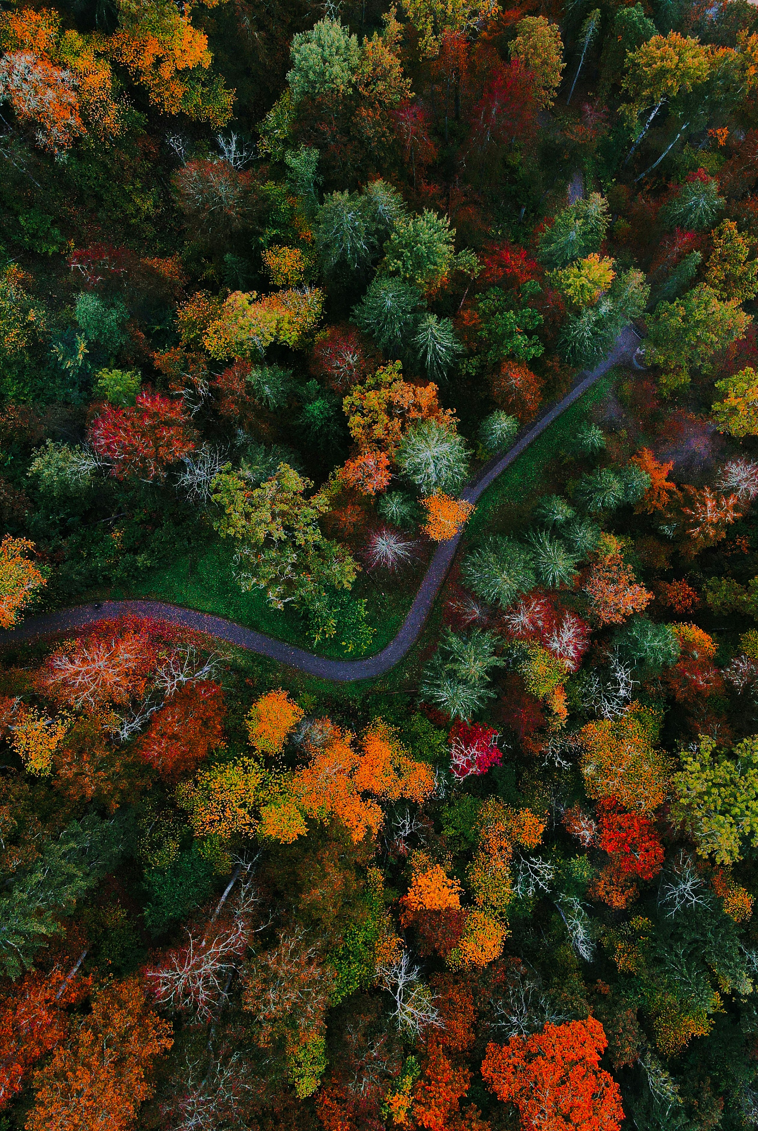 Foto aérea de un bosque multicolor Un camino serpentea a través de un bosque de Sigulda lleno de árboles de colores verdes, amarillos, naranjas y rojos