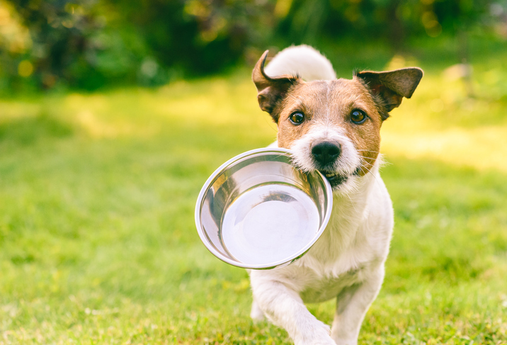 Las 7 mejores pelotas interactiva para perros 