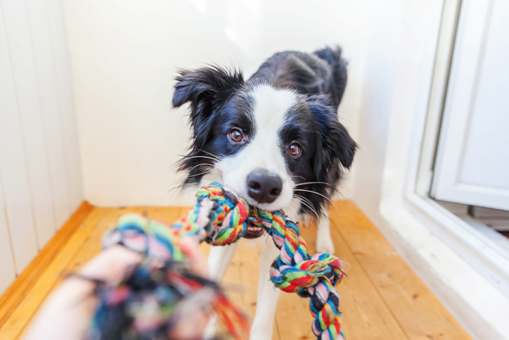 Las 7 mejores pelotas interactiva para perros 