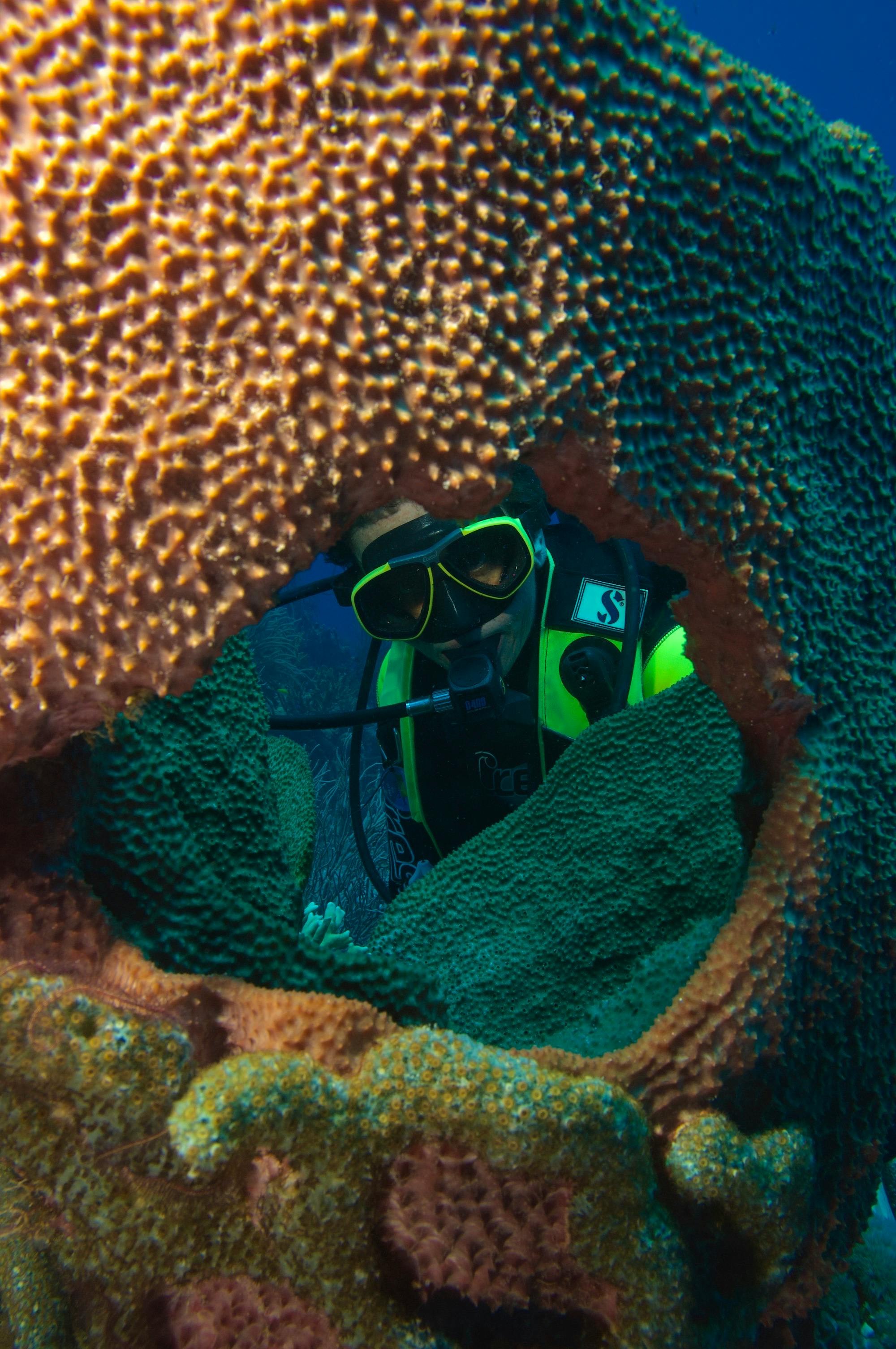 Buzo explorando el fondo marino n submarinista contempla la fauna subacuática