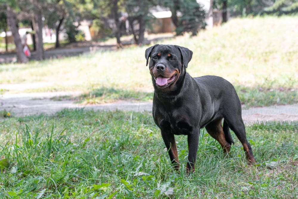 ¿Por qué es recomendable un seguro para perros?