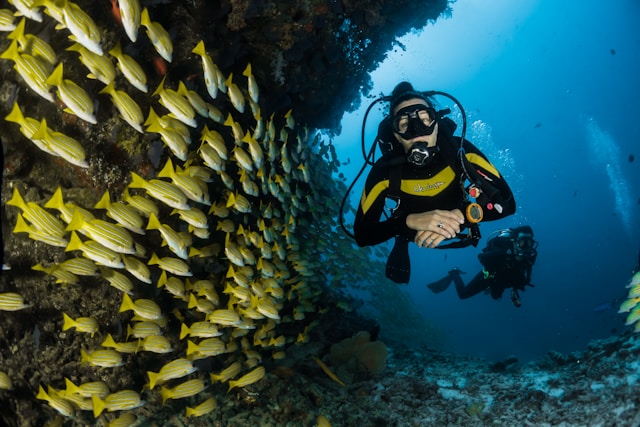 Pareja de buceadores junto a peces Dos submarinistas bucean a través de un banco de peces amarillos