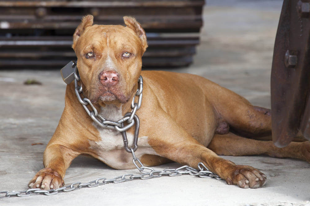 ¿Es obligatorio el seguro para perros?