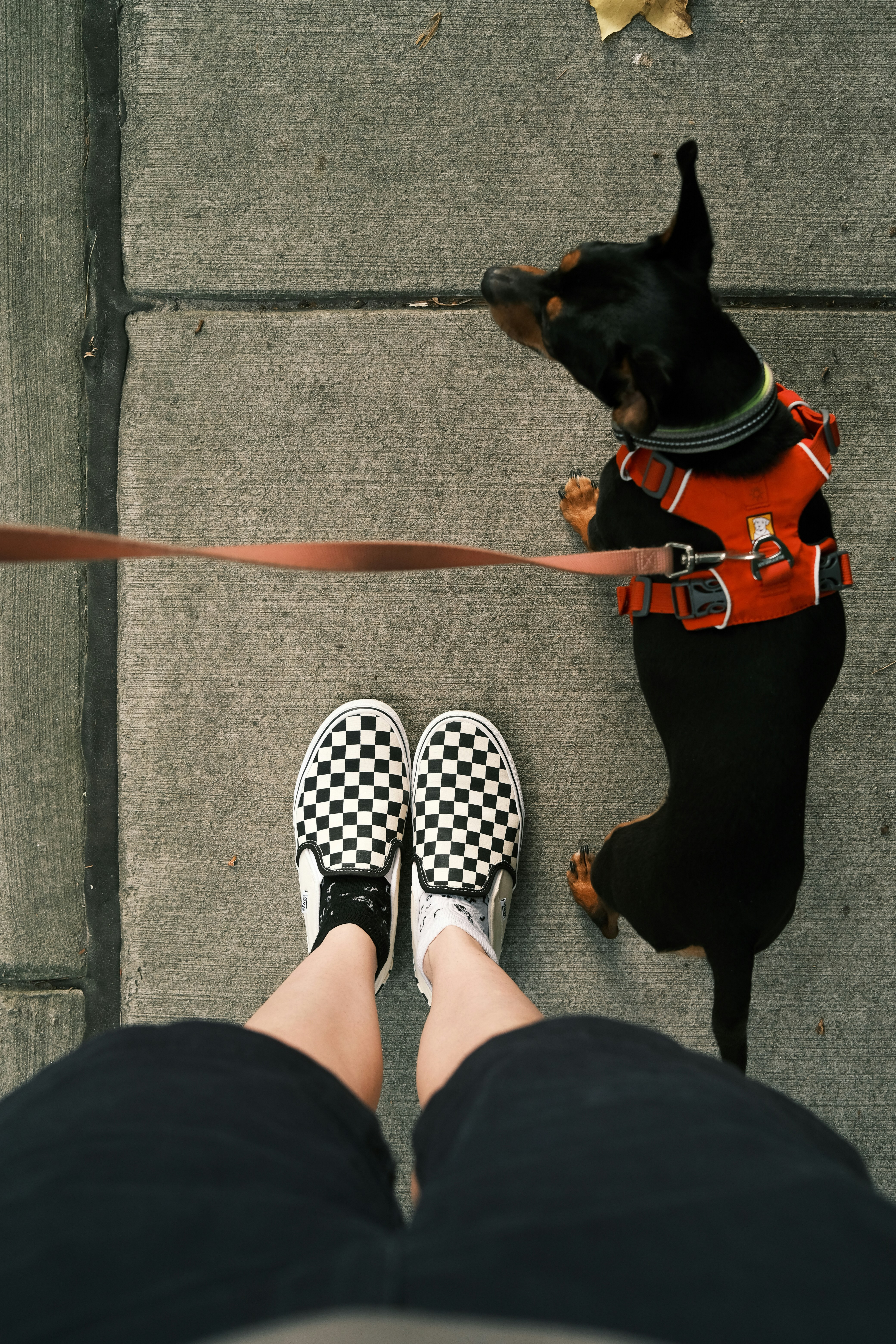 Sacando a pasear al perro Una persona generando ingresos extra paseando a un perro